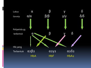 Lokus α β γ δ
Genotip α/α β/β γ/γ δ/δ
Polipetida yg
terbentuk α β γ δ
Hb yang
Terbentuk α2β2 α2γ2 α2δ2
HbA HbF HbA2
 