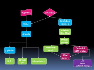 Hb A ↓
Lien
Hepar
Sumsum Tulang
 globin↑
Inklusi
protein
Bebas
Dlm SDM
Kelebihan
rantai 
SDM
matur ↓
Hb F ↑
Anemia
Destruksi
SDM imatur
 globin↓  Globin
Membran
rusak
Eritropoietin ↑
Stresor
CV
 