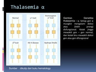 Thalasemia α
Gambar. Genetika
thalasemia - α. Setiap gen α
mungkin mengalami delesi
atau (lebih jarang)
disfungsional. Kotak jingga
mewakili gen – gen normal,
dan kotak biru mewakili delesi
gen atau gen difungsional
Sumber : dikutip dari buku hematology
 