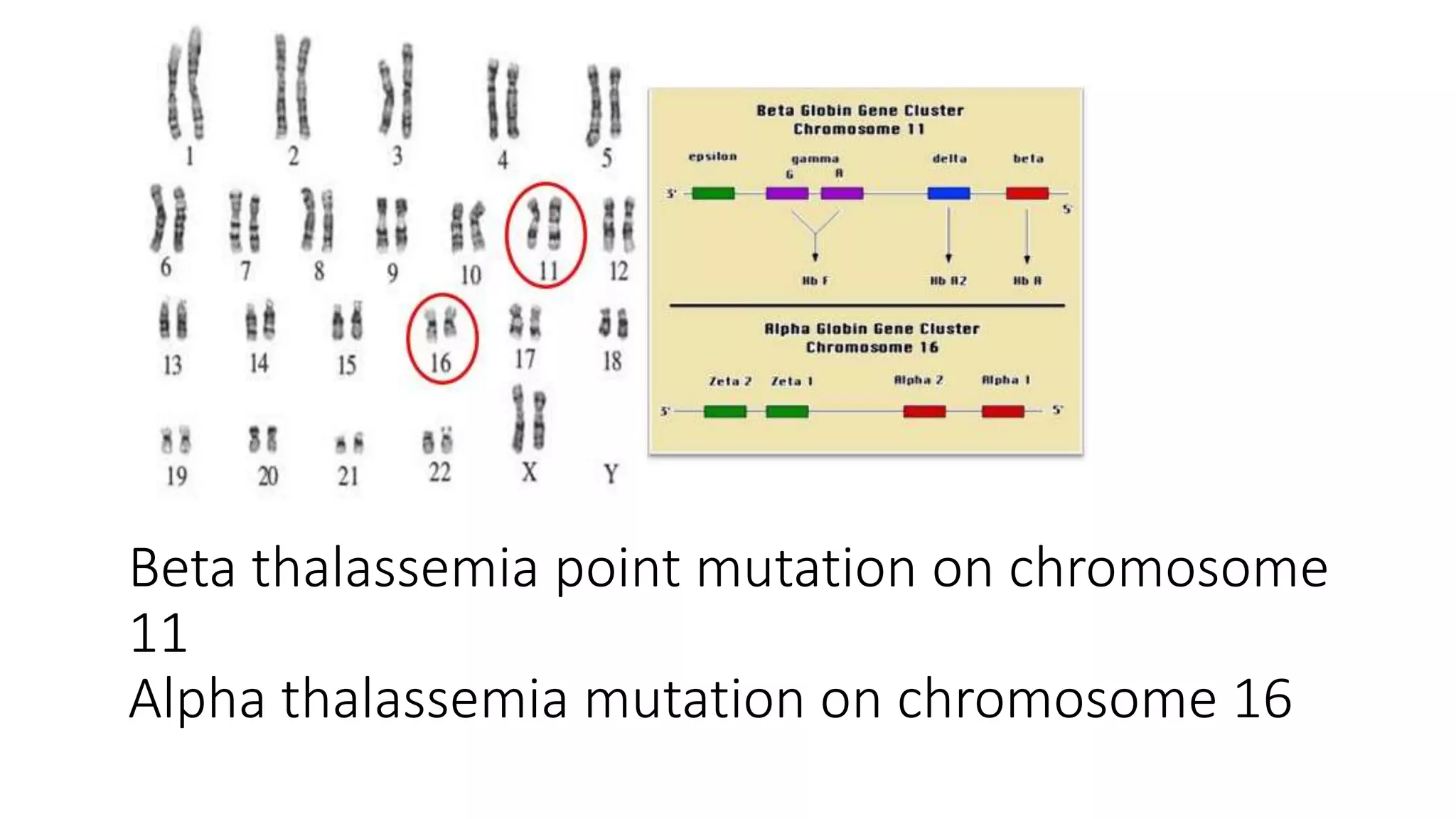 thalassaemia-pptx