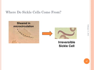 47
February11,2012
Where Do Sickle Cells Come From?
Sheared in
microcirculation
Irreversible
Sickle Cell
 