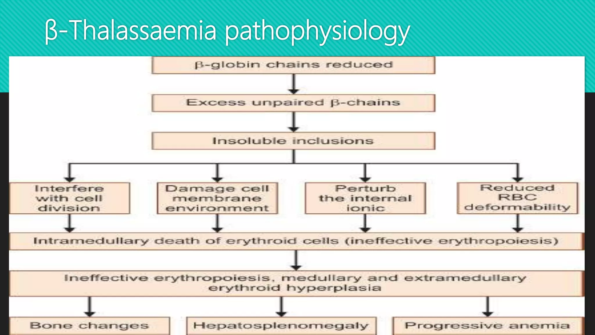 β‐Thalassaemia pathophysiology