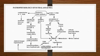 PATHOPHYSIOLOGY OF Β-THALASSAEMIA
 