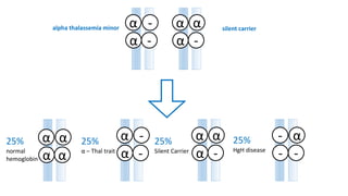 alpha thalassemia minor silent carrier-α
α -
αα
α -
-α
α -
αα
α -
αα
α α
α-
- -
25%
normal
hemoglobin
25%
α – Thal trait
25%
Silent Carrier
25%
HgH disease
 