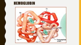 HEMOGLOBIN
 