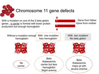 With a mutation on one of the 2 beta globin
genes , a carrier is formed with lower protein
production but enough hemoglobin
Without a mutation enough
hemoglobin
No
carrier
With one mutation
less hemoglobin
Beta
thalassemia
carrier but less
hemoglobin
Slight anemia
With two mutation
No beta globin
Beta
thalassemia
major pt with
severe anemia
Gene from father
Gene from mother
Chromosome 11 gene defects
 