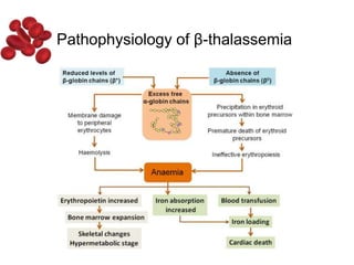 Pathophysiology of β-thalassemia
 