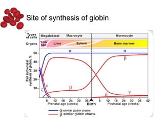 Site of synthesis of globin
 