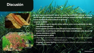 Thalassia testudinum, fisiología y proceso de polinización.pdf