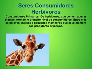 Seres Consumidores
Herbívoros
Consumidores Primários: Os herbívoros, que comem apenas
plantas, formam o primeiro nível de consumidores. Entre eles
estão aves, insetos e pequenos mamíferos que se alimentam
dos produtores primários.
 