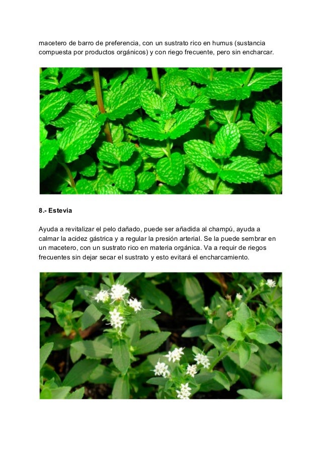 Plantas Medicinales Del Ecuador