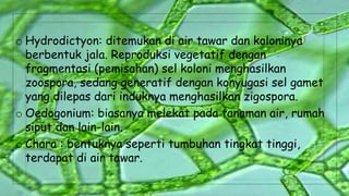 o Hydrodictyon: ditemukan di air tawar dan koloninya
berbentuk jala. Reproduksi vegetatif dengan
fragmentasi (pemisahan) sel koloni menghasilkan
zoospora, sedang generatif dengan konyugasi sel gamet
yang dilepas dari induknya menghasilkan zigospora.
o Oedogonium: biasanya melekat pada tanaman air, rumah
siput dan lain-lain.
o Chara : bentuknya seperti tumbuhan tingkat tinggi,
terdapat di air tawar.
 