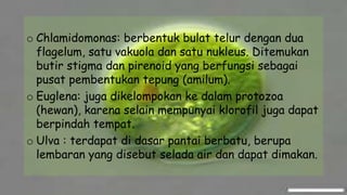 o Chlamidomonas: berbentuk bulat telur dengan dua
flagelum, satu vakuola dan satu nukleus. Ditemukan
butir stigma dan pirenoid yang berfungsi sebagai
pusat pembentukan tepung (amilum).
o Euglena: juga dikelompokan ke dalam protozoa
(hewan), karena selain mempunyai klorofil juga dapat
berpindah tempat.
o Ulva : terdapat di dasar pantai berbatu, berupa
lembaran yang disebut selada air dan dapat dimakan.
 