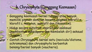 b. Chrysophyta (Ganggang Keemasan)
• Ganggang keemasan bersel tunggal atau banyak,
memiliki pigmen dominan karotin (pigmen klorofil a,
klorofil c, karoten, xantofil dan fikosantin).
• Hidup secara autotrof, reproduksi aseksual
(membentuk auksospora dan membelah diri) seksual
(oogami).
• Contoh Chrysophyta bersel satu (navicula/diatome,
ochromonas) dan chrysophyta berbentuk
benang/bersel banyak (vaucheria).
 