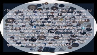 Diatome (Navicula/ganggang kersik) : Hidup di air tawar, laut
sebagai epifit dan mayoritas sebagai plankton. Tubuhnya
terdiri atas dua bagian yaitu bagian atas atau tutup (epiteka)
dan bagian bawah (hipoteka). Reproduksi dengan aseksual
melalui membelah diri dan seksual dengan isogami.
Ochromonas bentuk menyerupai bola, kloroplasnya berbentuk
lembaran, mempunyai 2 flagel yang tidak sama panjang.
Vaucheria : Inti sel tersebar diseluruh tubuh, memiliki rizoid
yang berfungsi sebagai akar (akar tidak memiliki floem dan
xilem), di dalam tubuhnya terdapat anteridium penghasil
spermatozoid dan oogonium penghasil sel telur.
 