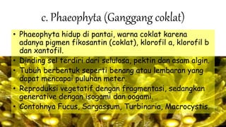 c. Phaeophyta (Ganggang coklat)
• Phaeophyta hidup di pantai, warna coklat karena
adanya pigmen fikosantin (coklat), klorofil a, klorofil b
dan xantofil.
• Dinding sel terdiri dari selulosa, pektin dan asam algin.
• Tubuh berbentuk seperti benang atau lembaran yang
dapat mencapai puluhan meter.
• Reproduksi vegetatif dengan fragmentasi, sedangkan
generative dengan isogami dan oogami.
• Contohnya Fucus, Sargassum, Turbinaria, Macrocystis.
 