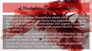 d. Rhodophyta (Ganggang Merah)
• Ganggang merah atau Rhodophyta adalah salah satu kelas dari
ganggang berdasarkan zat warna atau pigmentasinya. Warna
merah pada ganggang ini disebabkan oleh pigmen fikoeritrin
dalam jumlah banyak dibandingkan pigmen klorofil, karoten,
dan xantofil.
• Ganggang ini pada umumnya banyak sel (multiseluler) dan
makroskopis, tidak berflagel, memiliki kemampuan menimbun
kalsium karbonat di dalam dinding selnya.
• Contoh Eucheuma, Gelidium, Glacilaria, Batrachospermum,
Chondrus, Porphyra, Polysiphonia, Nemalion.
 