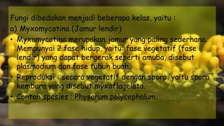 Fungi dibedakan menjadi beberapa kelas, yaitu :
a) Myxomycotina (Jamur lendir)
• Myxomycotina merupakan jamur yang paling sederhana.
Mempunyai 2 fase hidup, yaitu: fase vegetatif (fase
lendir) yang dapat bergerak seperti amuba, disebut
plasmodium dan fase tubuh buah.
• Reproduksi : secara vegetatif dengan spora, yaitu spora
kembara yang disebut myxoflagelata.
• Contoh spesies : Physarum polycephalum.
 
