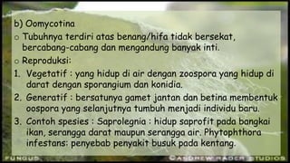 b) Oomycotina
o Tubuhnya terdiri atas benang/hifa tidak bersekat,
bercabang-cabang dan mengandung banyak inti.
o Reproduksi:
1. Vegetatif : yang hidup di air dengan zoospora yang hidup di
darat dengan sporangium dan konidia.
2. Generatif : bersatunya gamet jantan dan betina membentuk
oospora yang selanjutnya tumbuh menjadi individu baru.
3. Contoh spesies : Saprolegnia : hidup saprofit pada bangkai
ikan, serangga darat maupun serangga air. Phytophthora
infestans: penyebab penyakit busuk pada kentang.
 