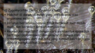 c) Zygomycotina (kelas Zygomycetes)
 Habitat di darat, di tanah yang lembab atau sisa
organisme mati
 Hifanya bercabang banyak tidak bersekat saat masih
muda dan bersekat setelah menjadi tua
 Reproduksi vegetatif dengan cara membentuk spora tak
berflagel (aplanospora) dan generatif dengan cara
gametangiogami dari dua hifa yang kompatibel/konjugasi
dengan menghasilkan zigospora.
 