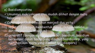 e) Basidiomycotina
Umumnya makroskopis atau mudah dilihat dengan mata
telanjang
Cara reproduksi dibedakan menjadi dua yaitu :
1) vegetatif (dengan membentuk tunas, dengan konidia,
dan fragmentasi miselium)
2) generatif (dengan alat yang disebut basidium, basidium
berkumpul dalam badan yang disebut basidiokarp, yang
menghasilkan spora yang disebut basidiospora)
 