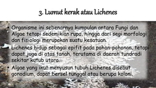 3. Lumut kerak atau Lichenes
 Organisme ini sebenarnya kumpulan antara Fungi dan
Algae tetapi sedemikian rupa, hingga dari segi morfologi
dan fisiologi merupakan suatu kesatuan.
 Lichenes hidup sebagai epifit pada pohon-pohonan, tetapi
dapat juga di atas tanah, terutama di daerah tundradi
sekitar kutub utara.
 Algae yang ikut menyusun tubuh Lichenes disebut
gonodium, dapat bersel tunggal atau berupa koloni.
 