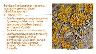Berdasarkan komponen cendawan
yang menyusunnya, dapat
dibedakan menjadi :
a. Ascolichens
• Cendawan penyusunnya tergolong
Pyrenomycetales, maka tubuh
buah yang dihasilkan berupa
peritesium. Contoh :
Dermatocarpon dan Verrucaria.
• Cendawan penyusunnya tergolong
Discomycetes. Lichenes
membentuk tubuh buah berupa
apothecium yang berumur
panjang. Contoh : Usnea dan
Parmelia.
 