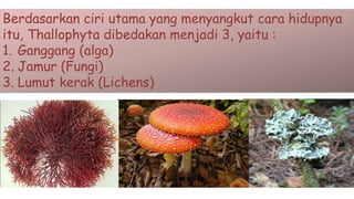 Berdasarkan ciri utama yang menyangkut cara hidupnya
itu, Thallophyta dibedakan menjadi 3, yaitu :
1. Ganggang (alga)
2. Jamur (Fungi)
3. Lumut kerak (Lichens)
 