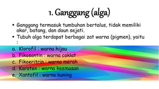 1. Ganggang (alga)
 Ganggang termasuk tumbuhan bertalus, tidak memiliki
akar, batang, dan daun sejati.
 Tubuh alga terdapat berbagai zat warna (pigmen), yaitu
:
a. Klorofil : warna hijau
b. Fikosantin : warna coklat
c. Fikoeritrin : warna merah
d. Karoten : warna keemasan
e. Xantofil : warna kuning
 