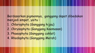 Berdasarkan pigmennya, ganggang dapat dibedakan
menjadi empat, yaitu :
1. Chlorophyta (Ganggang hijau)
2. Chrysophyta (Ganggang Keemasan)
3. Phaeophyta (Ganggang coklat)
4. Rhodophyta (Ganggang Merah)
 