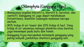 a. Chlorophyta (Ganggang Hijau)
o Mempunyai pigmen klorofil a, klorofil b, karoten, dan
xantofil. Ganggang ini juga dapat melakukuan
fotosintesis, memiliki cadangan makanan berupa
amilum.
o 90% hidup di air tawar dan 10% hidup di laut. Yang
hidup di air umumnya sebagai plankton atau bentos,
juga menempel pada batu dan tanah.
o Ganggang hijau merupakan kelompok ganggang yang
paling banyak jumlahnya diantara ganggang lain.
 