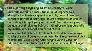 Jenis alga yang tergolong dalam Chlorophyta, yaitu:
o Chlorella memiliki bentuk tubuh bulat seperti bola,
kloroplas berbentuk seperti mangkuk, dalam kloroplas
terdapat perenoid berfungsi dalam pembentukan amilum
dan sebagai tempat penyimpan hasil dari asimilasi yang
berupa protein dan karbohidrat, di laboratorium chlorella
digunakan untuk penelitian fotosintesis.
o Volvox bentuk koloni bulat seperti bola, dalam koloninya
terdapat sel-sel yang menebal yang berfungsi sebagai alat
reproduksi. Volvox yang satu dengan volvox yang lain
dihubungkan oleh benang sitoplasma dan memiliki 2 flagel.
 