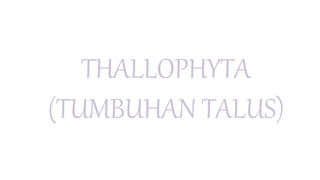 THALLOPHYTA
(TUMBUHAN TALUS)
 