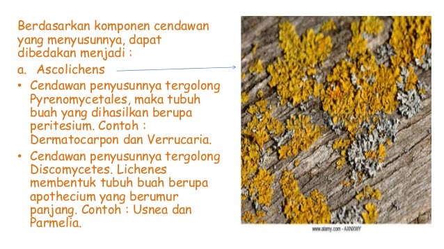 Thallophytatumbuhan Talus