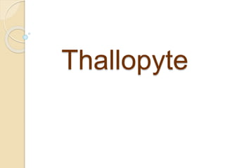 Thallopyte
 