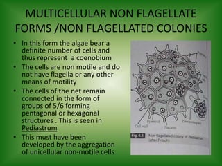 MULTICELLULAR NON FLAGELLATE
FORMS /NON FLAGELLATED COLONIES
• In this form the algae bear a
definite number of cells and
thus represent a coenobium
• The cells are non motile and do
not have flagella or any other
means of motility
• The cells of the net remain
connected in the form of
groups of 5/6 forming
pentagonal or hexagonal
structures . This is seen in
Pediastrum
• This must have been
developed by the aggregation
of unicellular non-motile cells
 