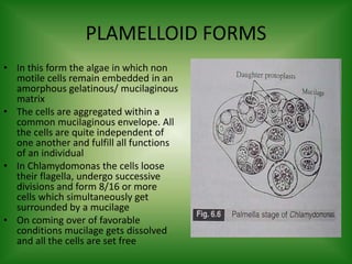 PLAMELLOID FORMS
• In this form the algae in which non
motile cells remain embedded in an
amorphous gelatinous/ mucilaginous
matrix
• The cells are aggregated within a
common mucilaginous envelope. All
the cells are quite independent of
one another and fulfill all functions
of an individual
• In Chlamydomonas the cells loose
their flagella, undergo successive
divisions and form 8/16 or more
cells which simultaneously get
surrounded by a mucilage
• On coming over of favorable
conditions mucilage gets dissolved
and all the cells are set free
 