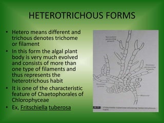 HETEROTRICHOUS FORMS
• Hetero means different and
trichous denotes trichome
or filament
• In this form the algal plant
body is very much evolved
and consists of more than
one type of filaments and
thus represents the
heterotrichous habit
• It is one of the characteristic
feature of Chaetophorales of
Chlorophyceae
• Ex, Fritschiella tuberosa
 