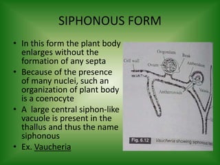 SIPHONOUS FORM
• In this form the plant body
enlarges without the
formation of any septa
• Because of the presence
of many nuclei, such an
organization of plant body
is a coenocyte
• A large central siphon-like
vacuole is present in the
thallus and thus the name
siphonous
• Ex. Vaucheria
 