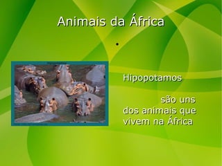 Animais da ÁfricaAnimais da África
HipopotamosHipopotamos
são unssão uns
dos animais quedos animais que
vivem na Áfricavivem na África