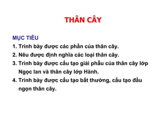 THÂN CÂY
MỤC TIÊU
1. Trình bày được các phần của thân cây.
2. Nêu được định nghĩa các loại thân cây.
3. Trình bày được cấu tạo giải phẫu của thân cây lớp
Ngọc lan và thân cây lớp Hành.
4. Trình bày được cấu tạo bất thường, cấu tạo đầu
ngọn thân cây.
 