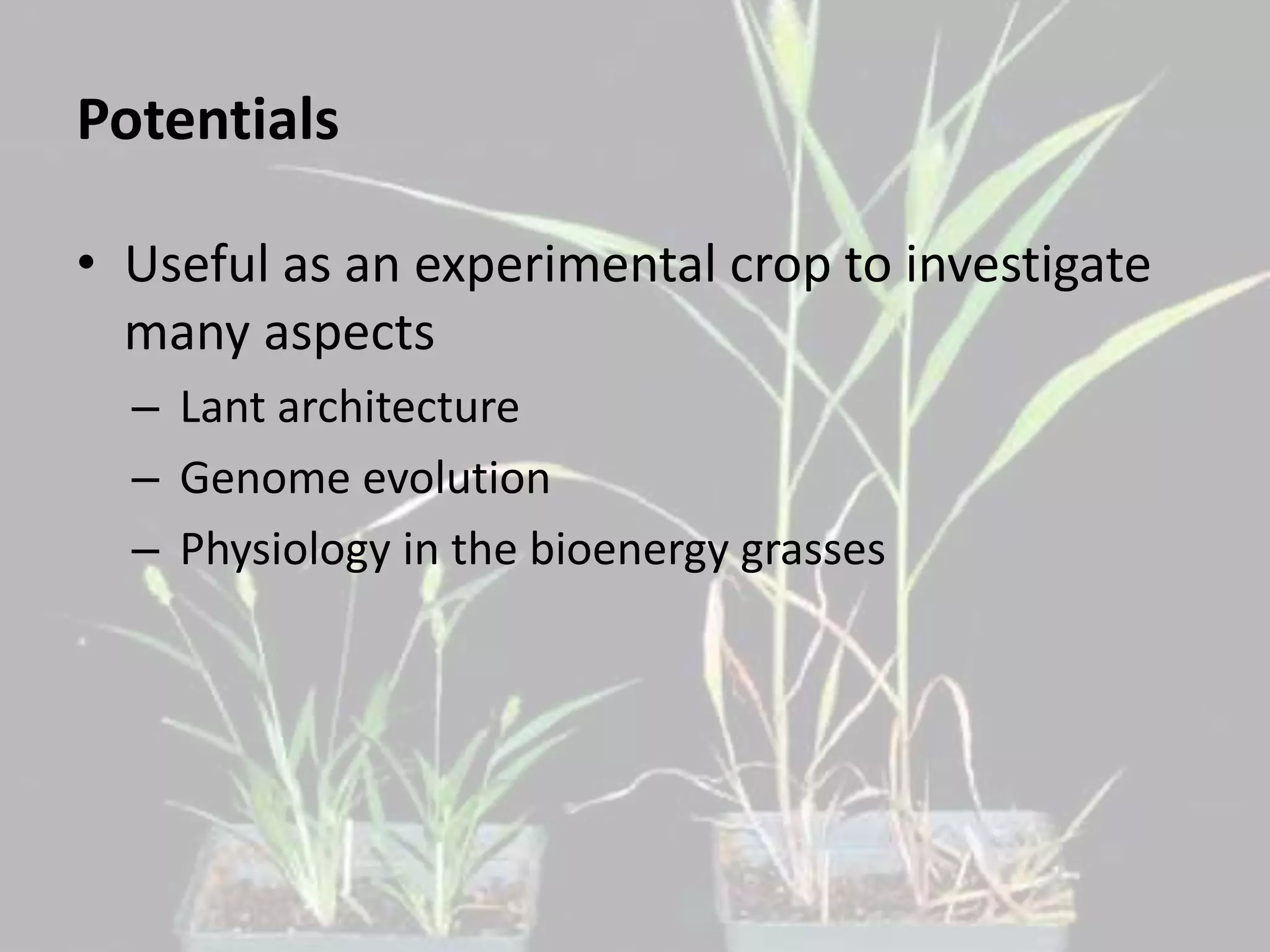 Potentials 
• Useful as an experimental crop to investigate 
many aspects 
– Lant architecture 
– Genome evolution 
– Physiology in the bioenergy grasses 
 