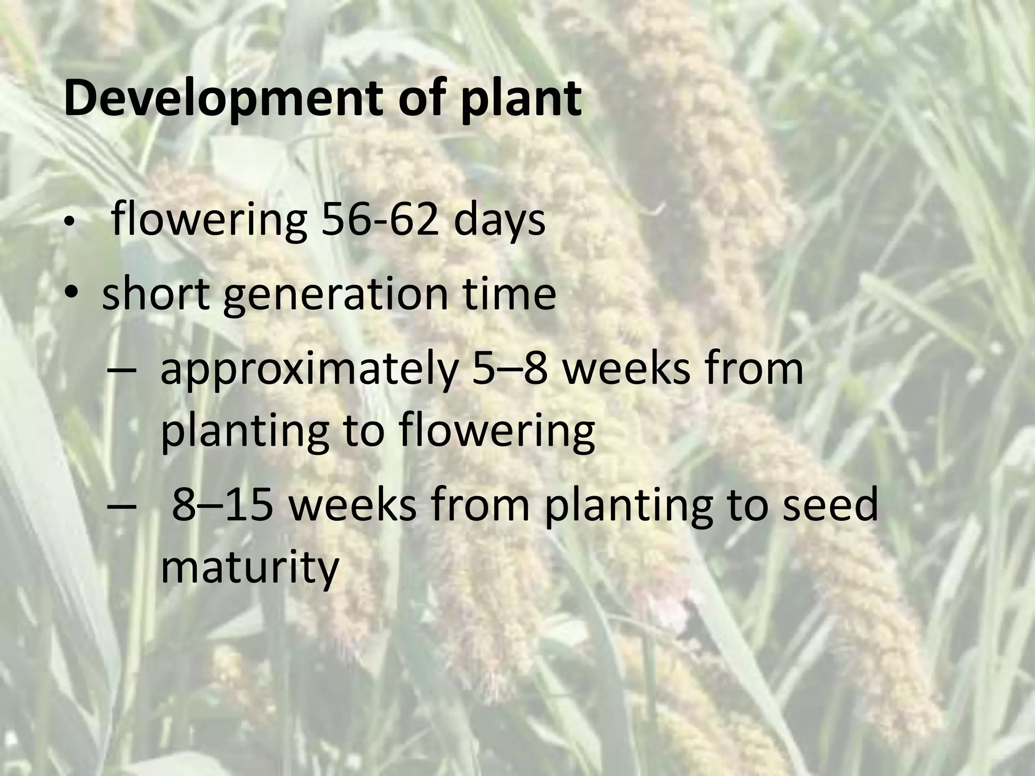 Development of plant 
• flowering 56-62 days 
• short generation time 
– approximately 5–8 weeks from 
planting to flowering 
– 8–15 weeks from planting to seed 
maturity 
 