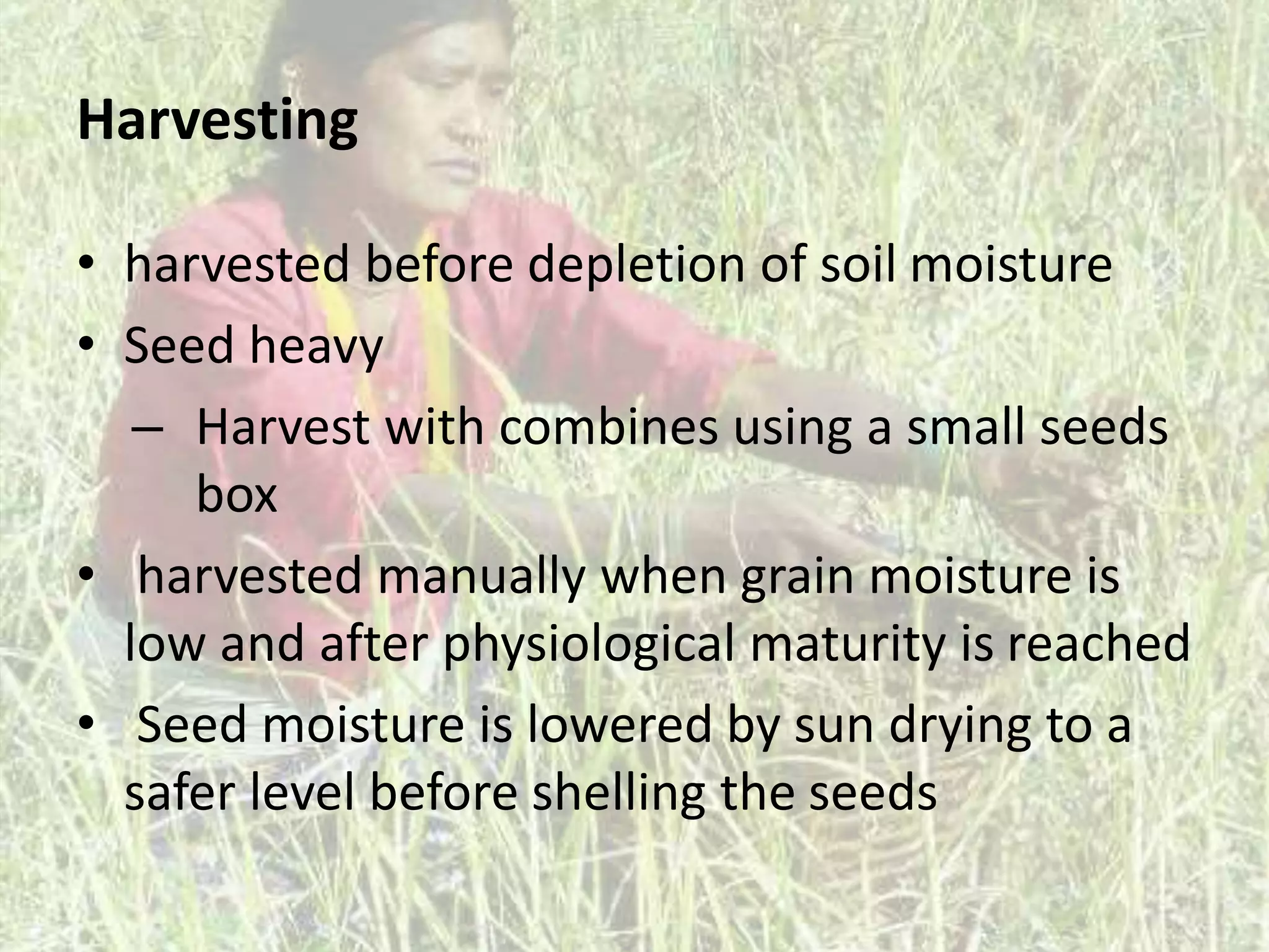 Harvesting 
• harvested before depletion of soil moisture 
• Seed heavy 
– Harvest with combines using a small seeds 
box 
• harvested manually when grain moisture is 
low and after physiological maturity is reached 
• Seed moisture is lowered by sun drying to a 
safer level before shelling the seeds 
 