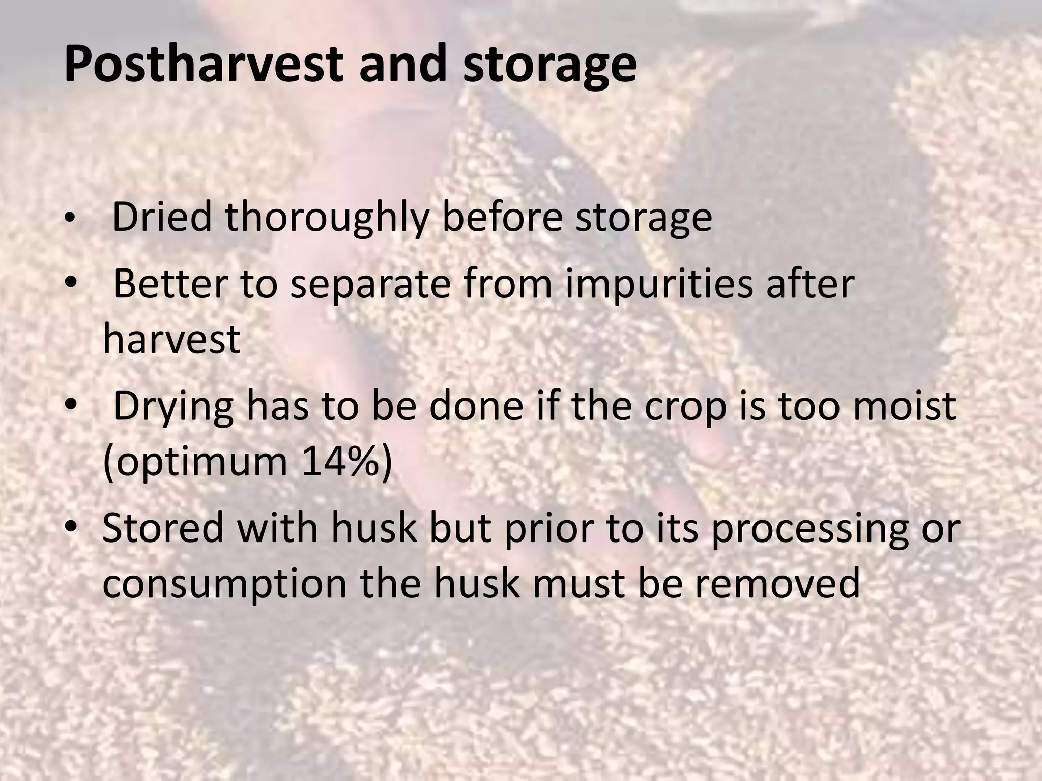 Postharvest and storage 
• Dried thoroughly before storage 
• Better to separate from impurities after 
harvest 
• Drying has to be done if the crop is too moist 
(optimum 14%) 
• Stored with husk but prior to its processing or 
consumption the husk must be removed 
 