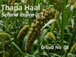 Thana Haal 
Setaria italica (L.) 
Group No 08 
 