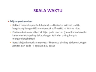 SKALA WAKTU
 24 jam post mortem
• Bakteri masuk ke pembuluh darah  Destruksi eritrosit  Hb
bergabung dengan H2S membentuk sulfmetHb  Warna hijau
• Pertama kali muncul bercak hijau pada caecum (perut kanan bawah)
karena terletak paling dekat dengan kulit dan paling banyak
mengandung bakteri
• Bercak hijau kemudian menyebar ke semua dinding abdomen, organ
genital, dan dada  Tercium bau busuk
 