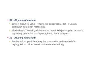  36 – 48 jam post mortem
• Bakteri masuk ke vena  Hemolisis dan produksi gas  Dilatasi
pembuluh darah dan marbelisasi
• Marbelisasi : Tampak garis berwarna merah kehijauan gelap terutama
sepanjang pembuluh darah perut, bahu, dada, dan paha
 12 – 24 jam post mortem
• Pembentukan gas di lambung dan usus  Perut distended dan
tegang, keluar cairan merah dari mulut dan hidung
 