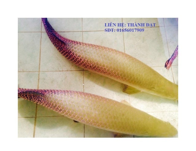THÀNH ĐẠT - CÁ HẢI TƯỢNG LONG 01656017909