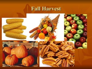 Fall Harvest 